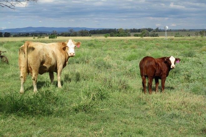 Picture of 73 ACRES GRAZING BLOCK, JANDOWAE QLD 4410