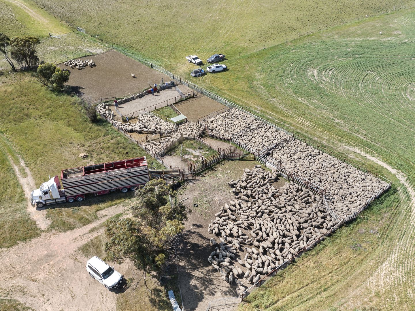 4048 Carcuma Road, Coonalpyn SA 5265 Farm for Sale Domain