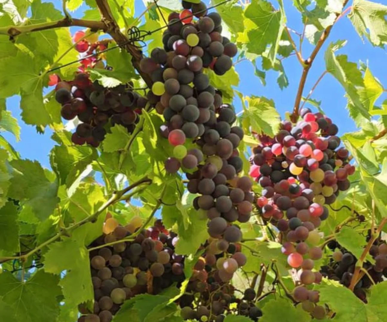 Additional image 47 of 343 Gorge Rd, Athelstone SA 5076