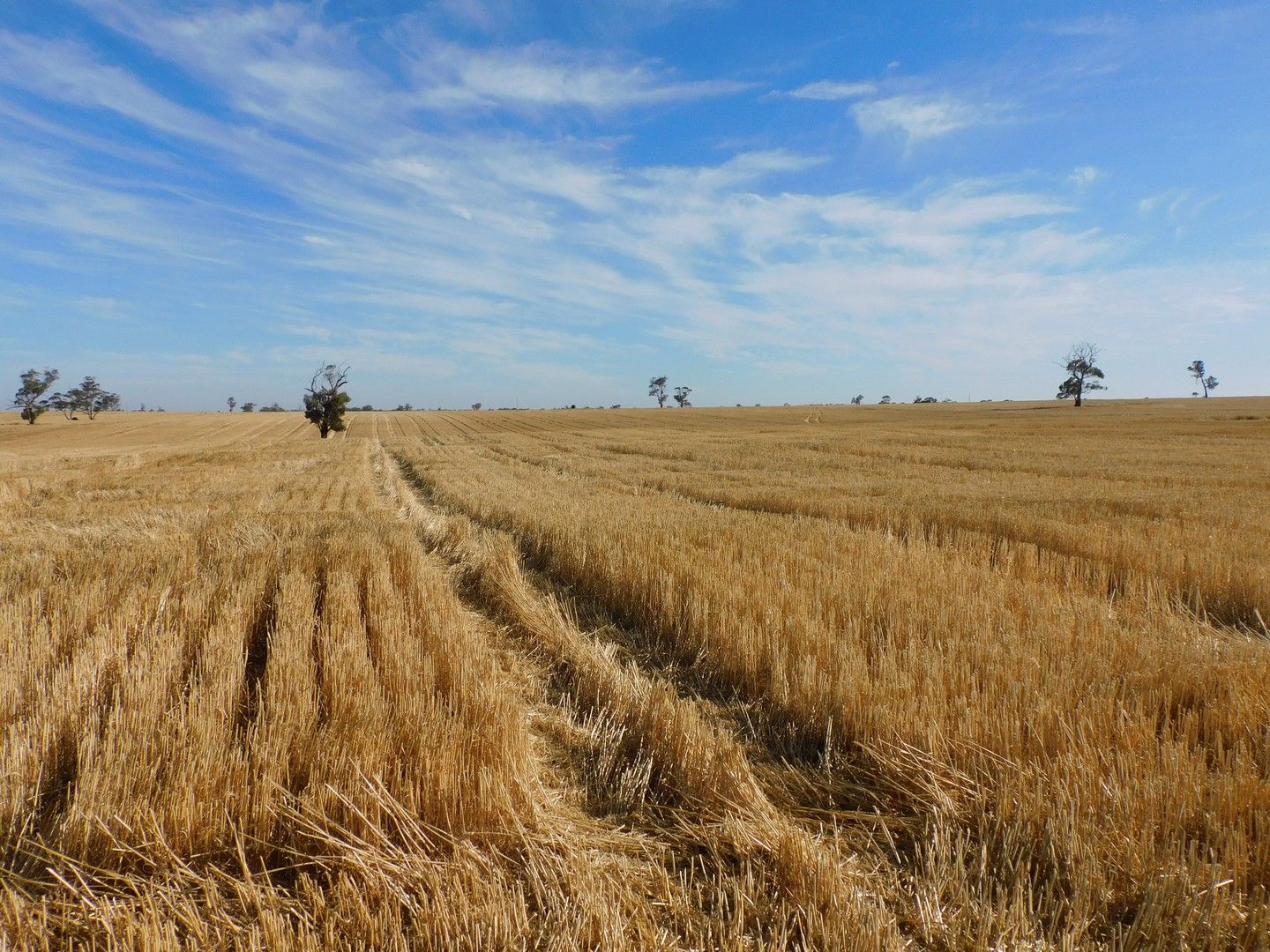 Proposed Lot Langley Road, Bordertown SA 5268, Image 0