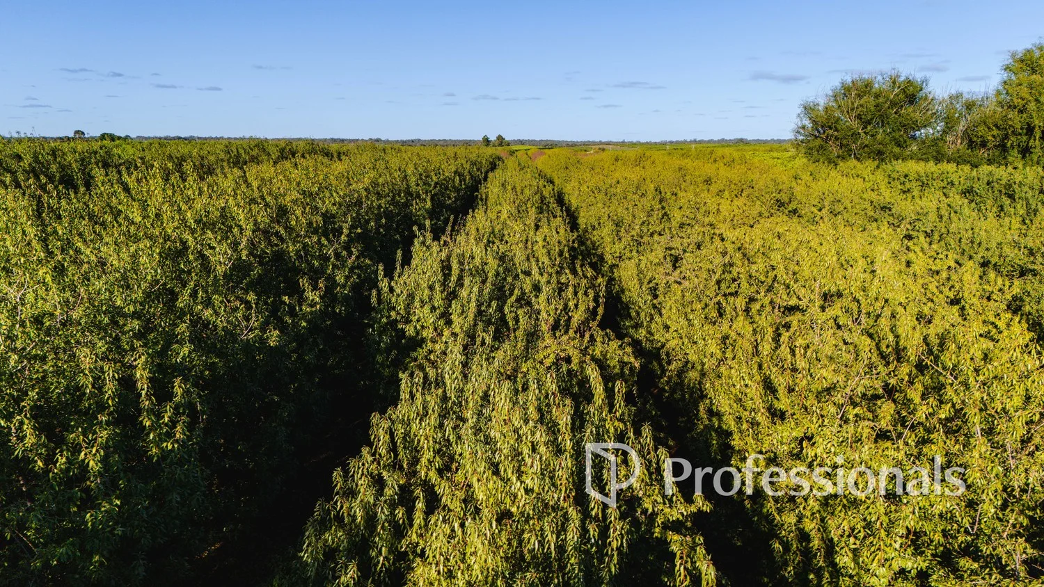 Additional image 10 of 2050 Kulkyne Way, Iraak VIC 3494