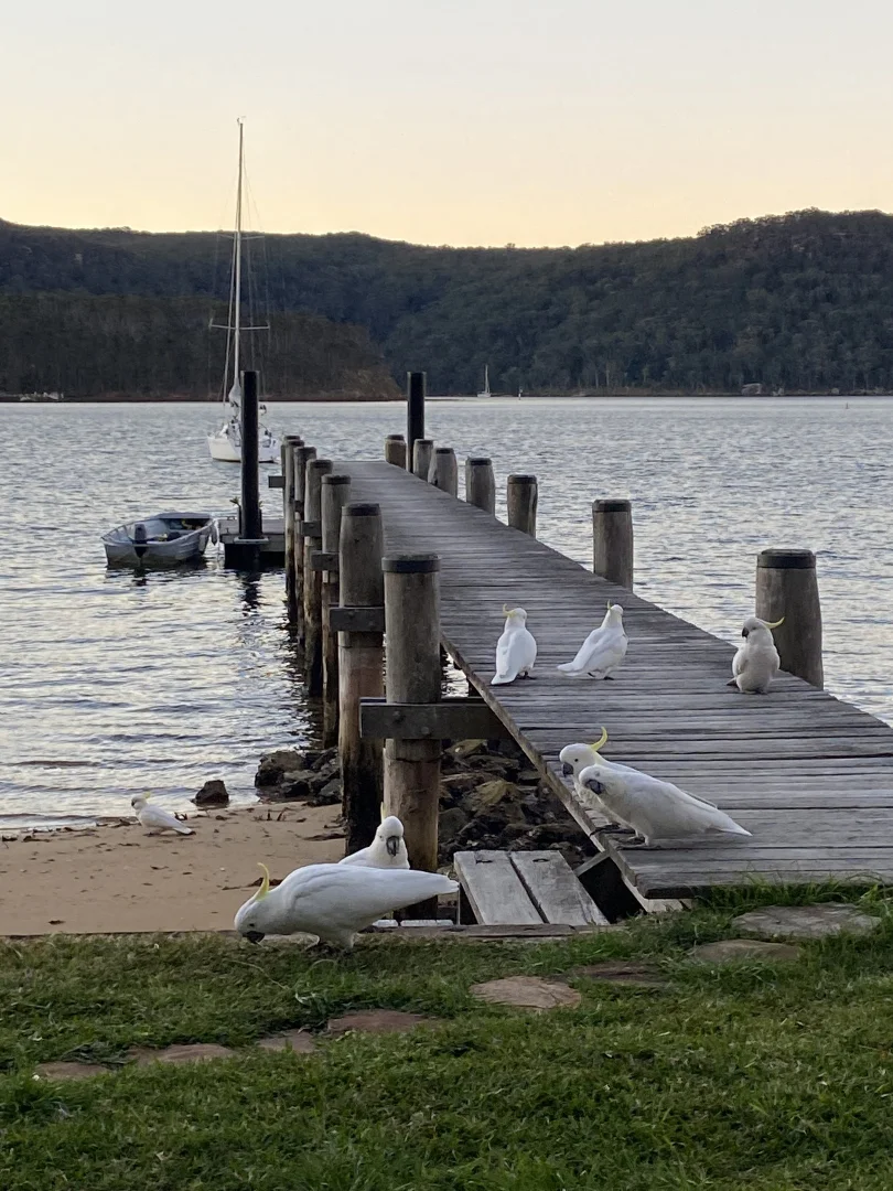 Additional image 14 of 49 Robertson Rd, Scotland Island NSW 2105