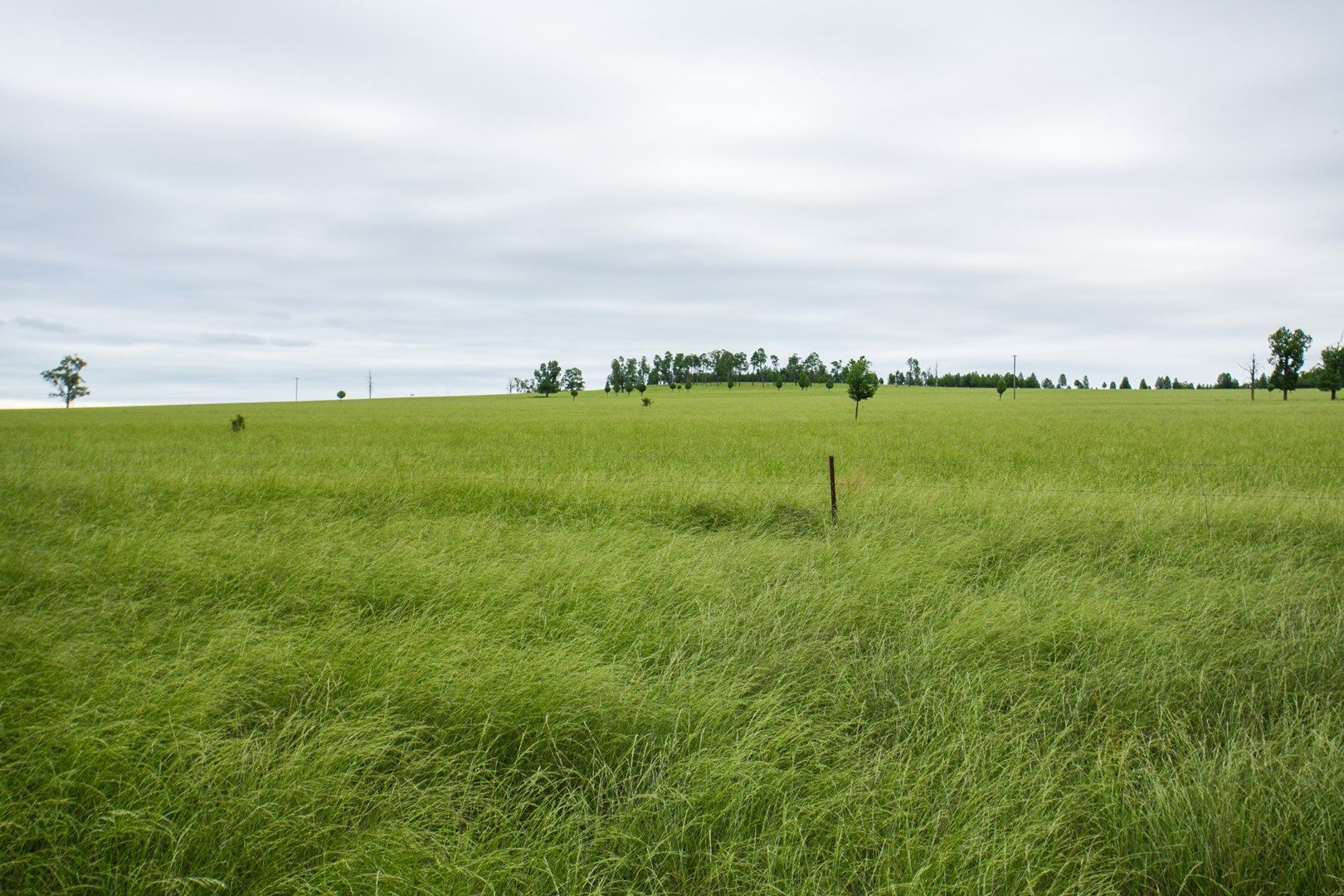 Warrah Ridge Grazing, Quirindi NSW 2343, Image 0