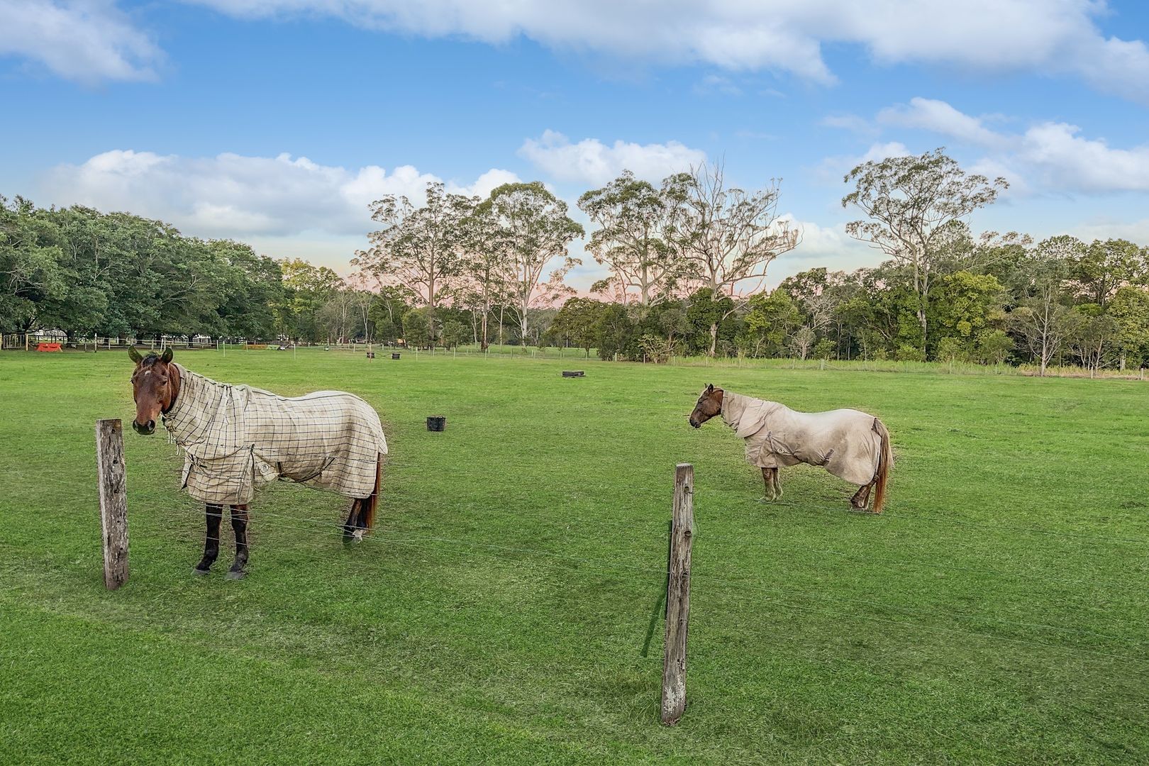 99 Mcgilchrist Road, Eudlo QLD 4554 House for Sale Domain