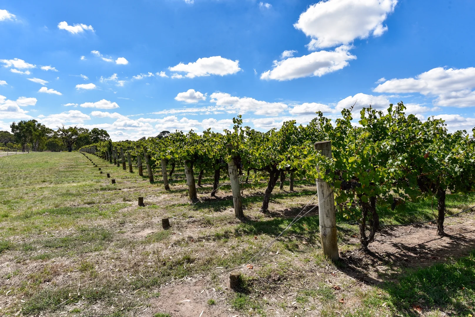Additional image 25 of V&A Lane, Coonawarra SA 5263