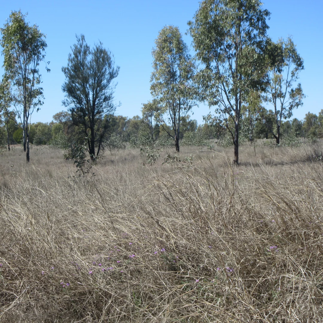 Additional image 5 of Lot/115 Kofoeds Road, Tara QLD 4421