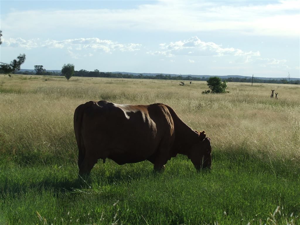 Lot 54 Beebo Seventeen Mile Road, Glenarbon QLD 4385, Image 2