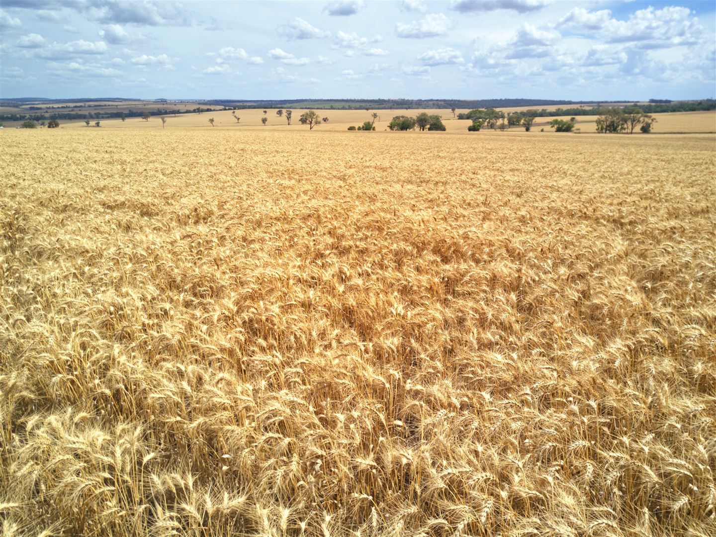 . Blue Nobby Road, North Star NSW 2408 Farm for Sale 5,200,000