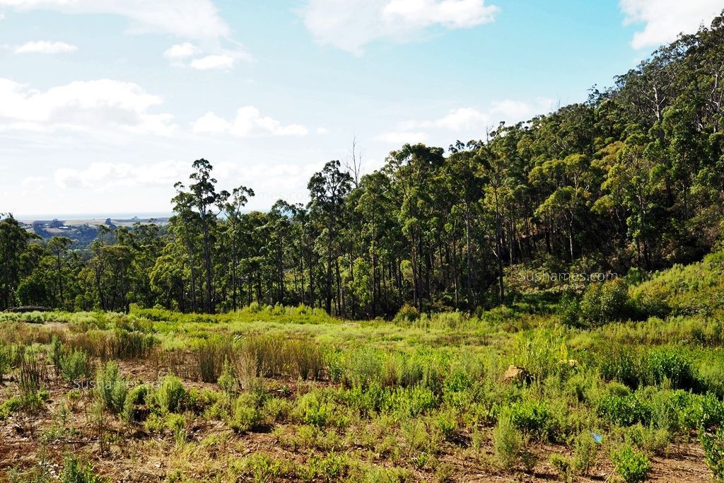 Lot 20 Forest Heights Drive, Tugrah TAS 7310, Image 0