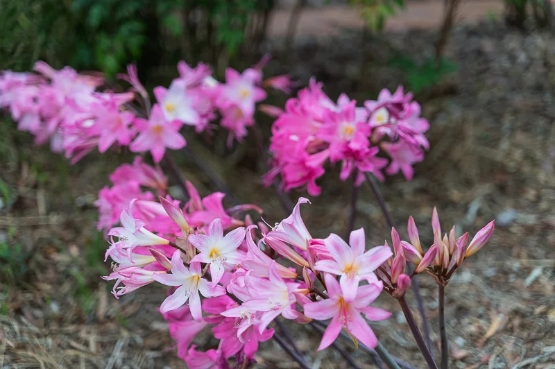 Additional image 11 of 33 Cut Hill Road, Kangarilla SA 5157