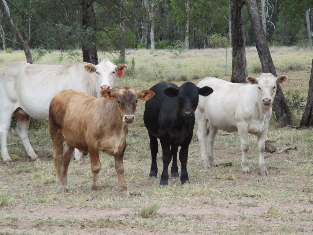 5528 ACRES BREEDING & BACKGROUNDING, Moonie QLD 4406 House for Sale