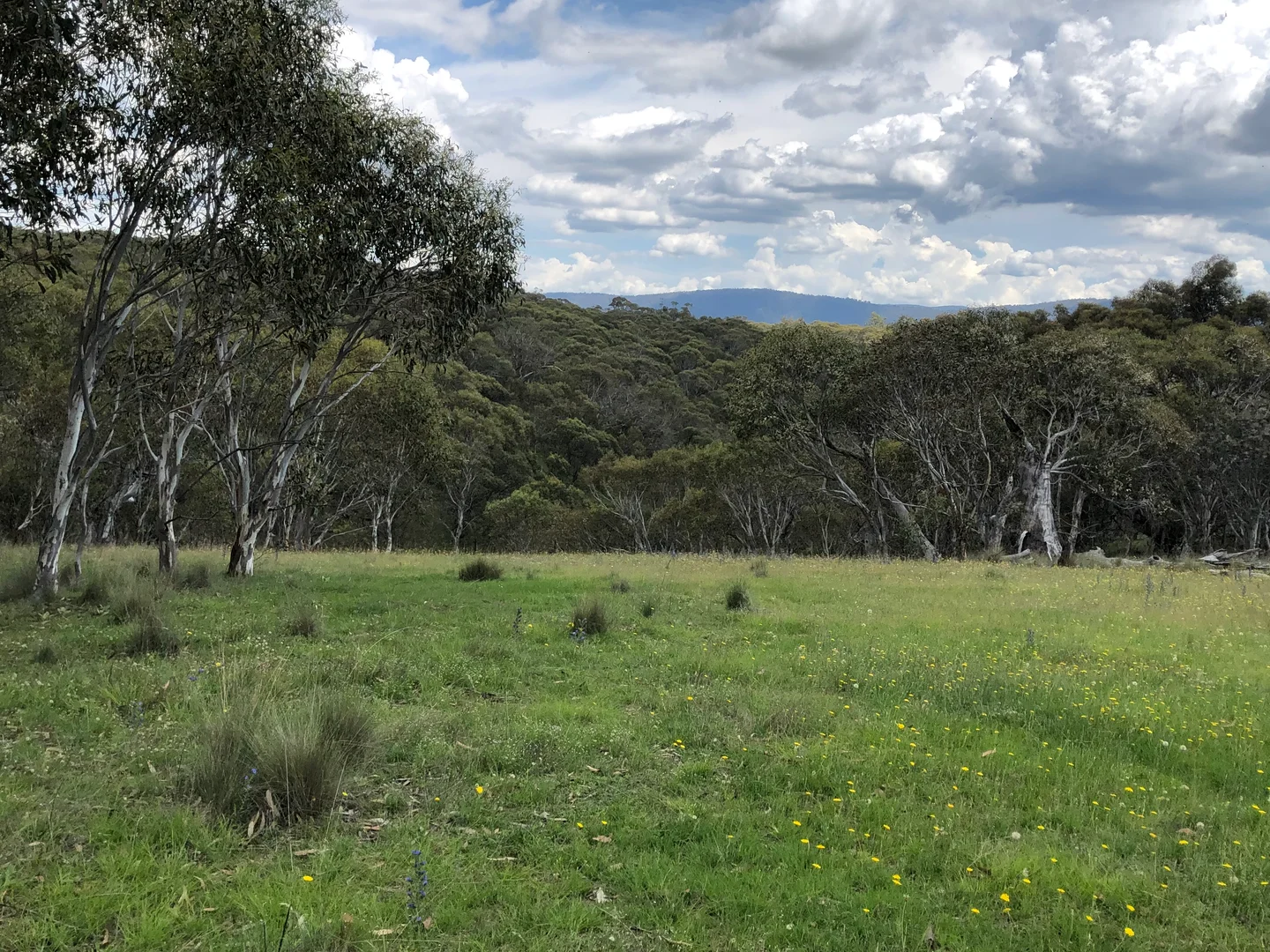Moonbah NSW 2627 photo 2