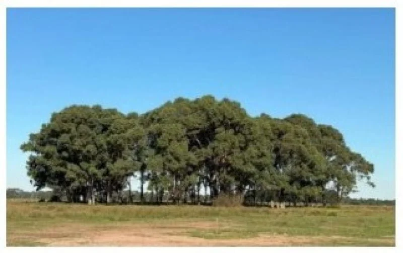 Additional image 8 of Lots 8, 10 or 12/30 Summers Drive, Stratford VIC 3862