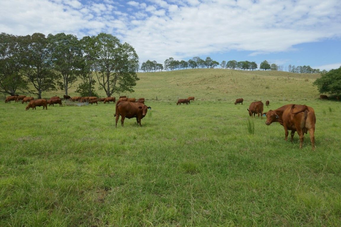 4 bedrooms Rural in 46 Lynch's Creek Road KYOGLE NSW, 2474