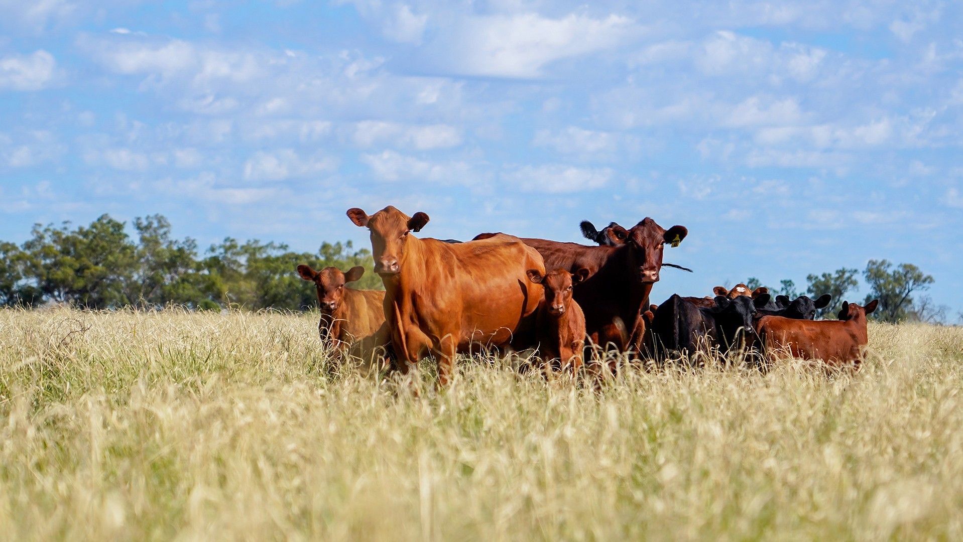 Coonamble NSW 2829, Image 0