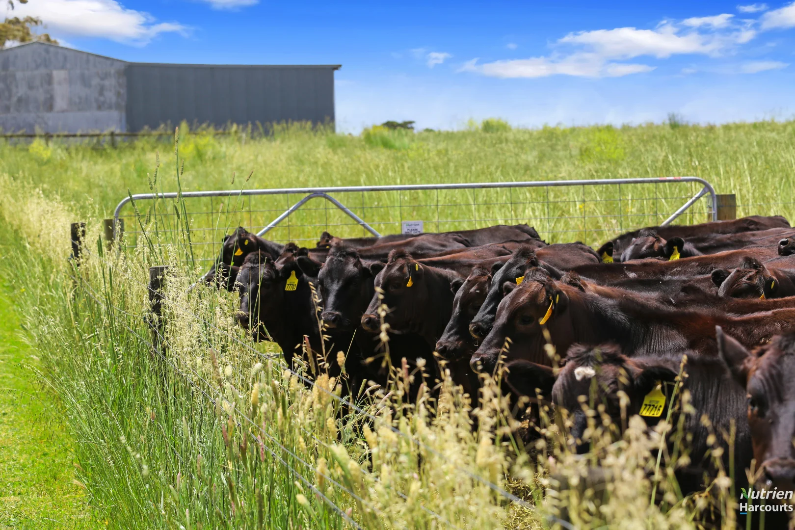 Additional image 5 of 404 Chatsworh Road, Derrinallum VIC 3325