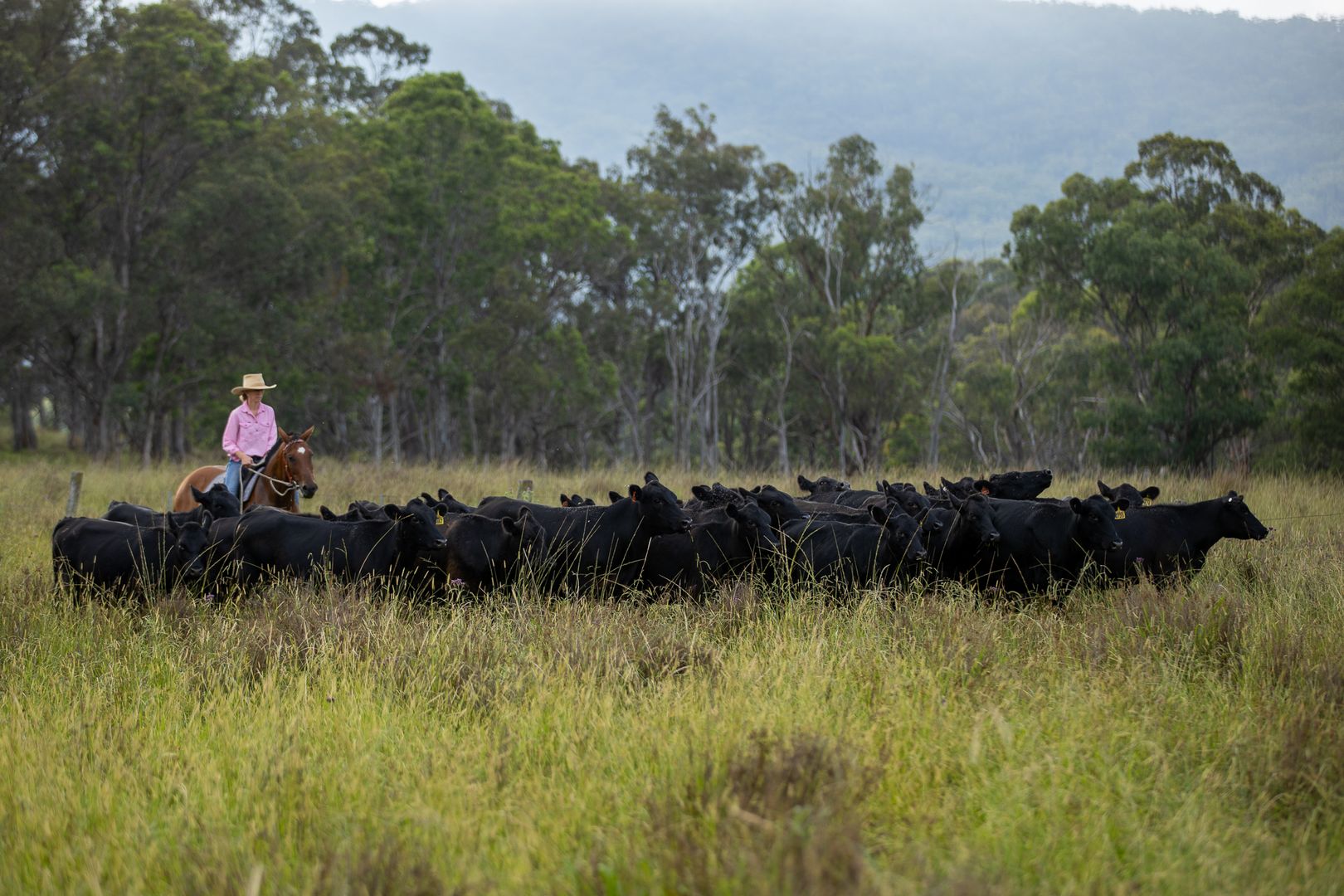 1259 Bald Rock Road, Tenterfield NSW 2372, Image 2