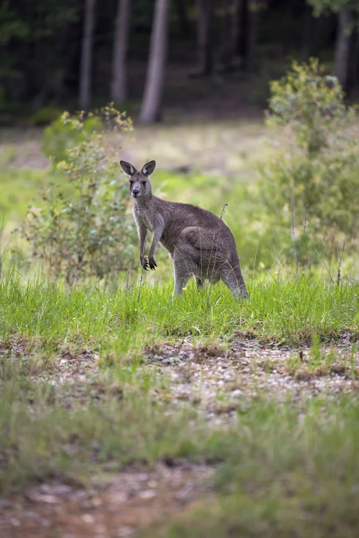 Additional image 11 of Lot 2 Parnell Road, Tomerong NSW 2540