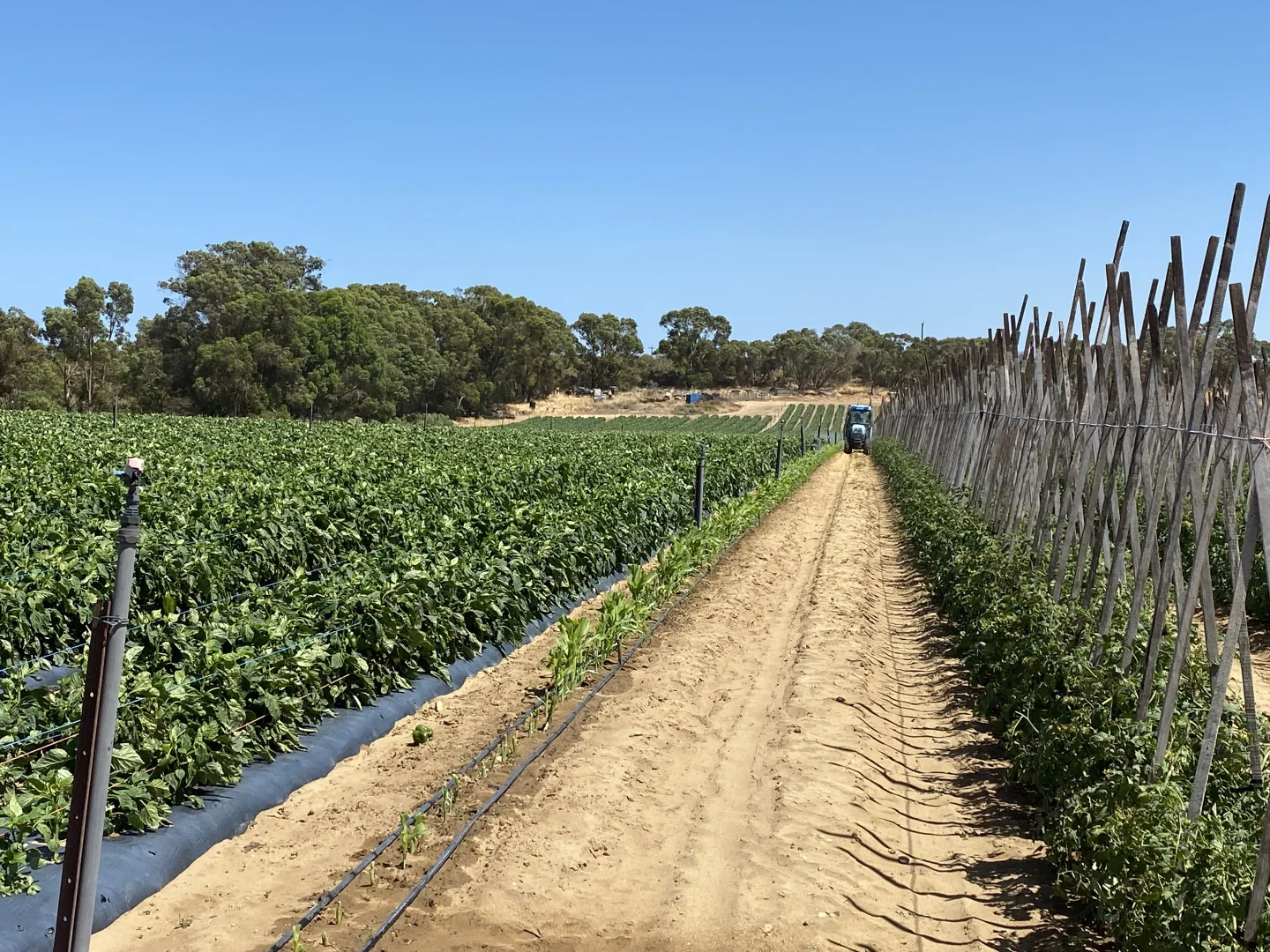 Additional image 20 of 440 Old Yanchep Road, Carabooda WA 6033