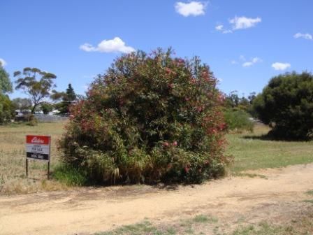 3 and 5 Adelaide Road, PINNAROO SA 5304, Image 1