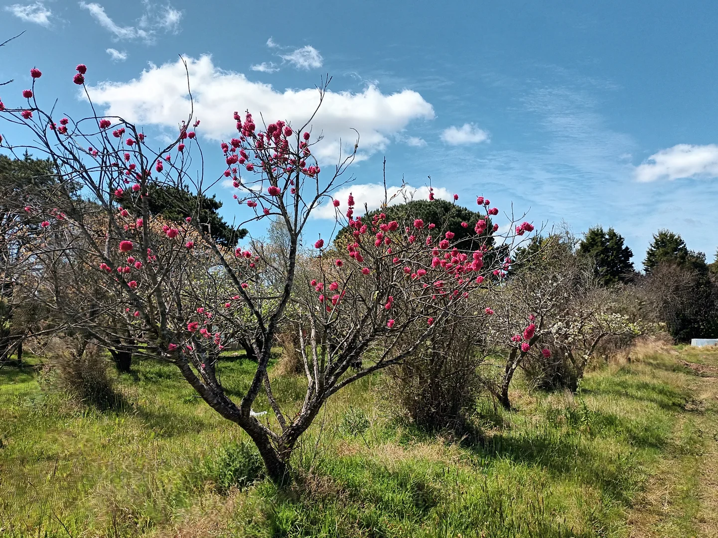 Additional image 9 of Gilead NSW 2560