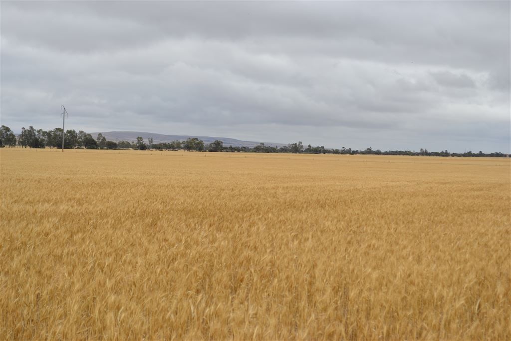 Lot 1 Tiller Road, Balaklava SA 5461, Image 1