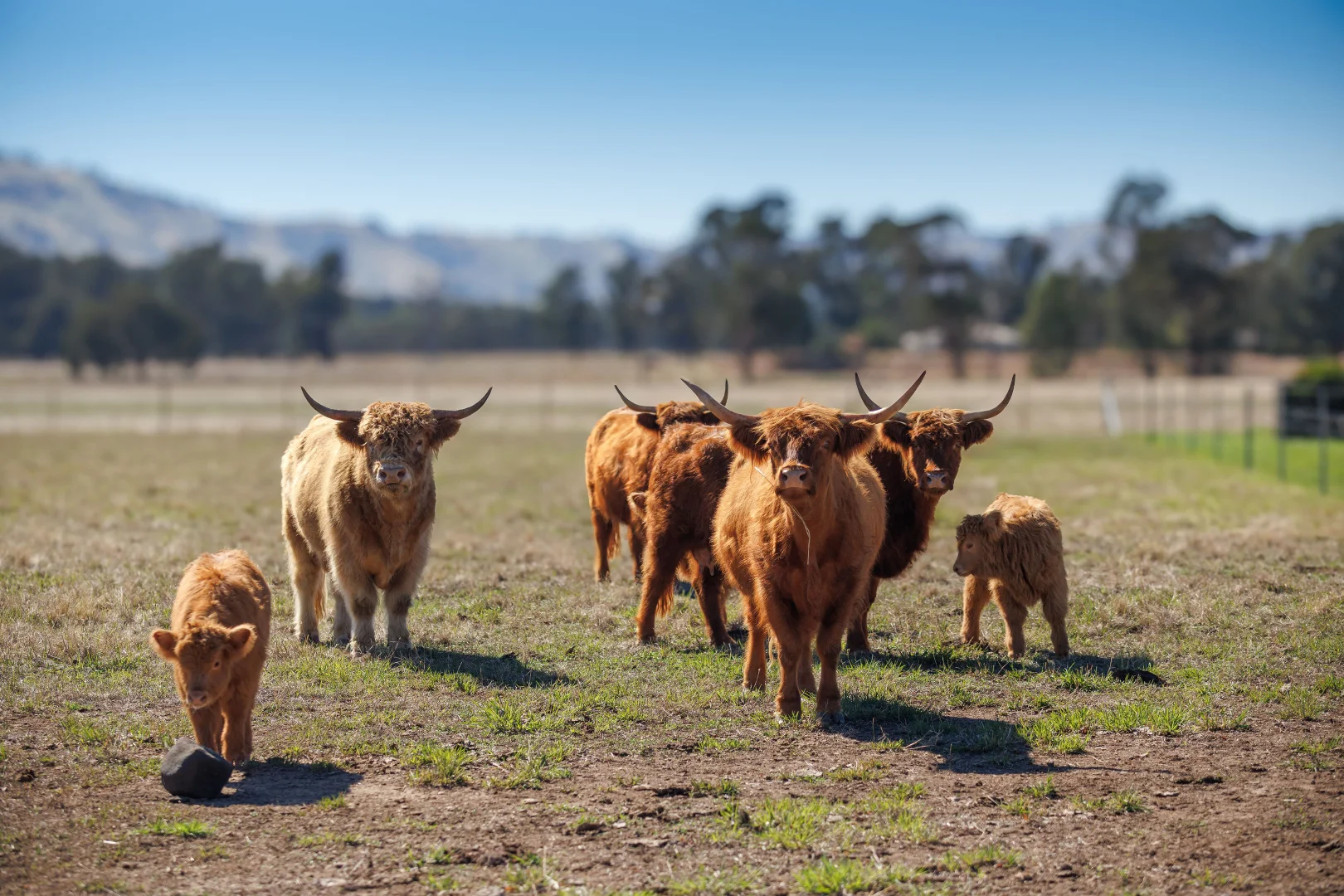 Additional image 20 of 884 Chiltern-Yackandandah Road, Indigo Valley VIC 3688