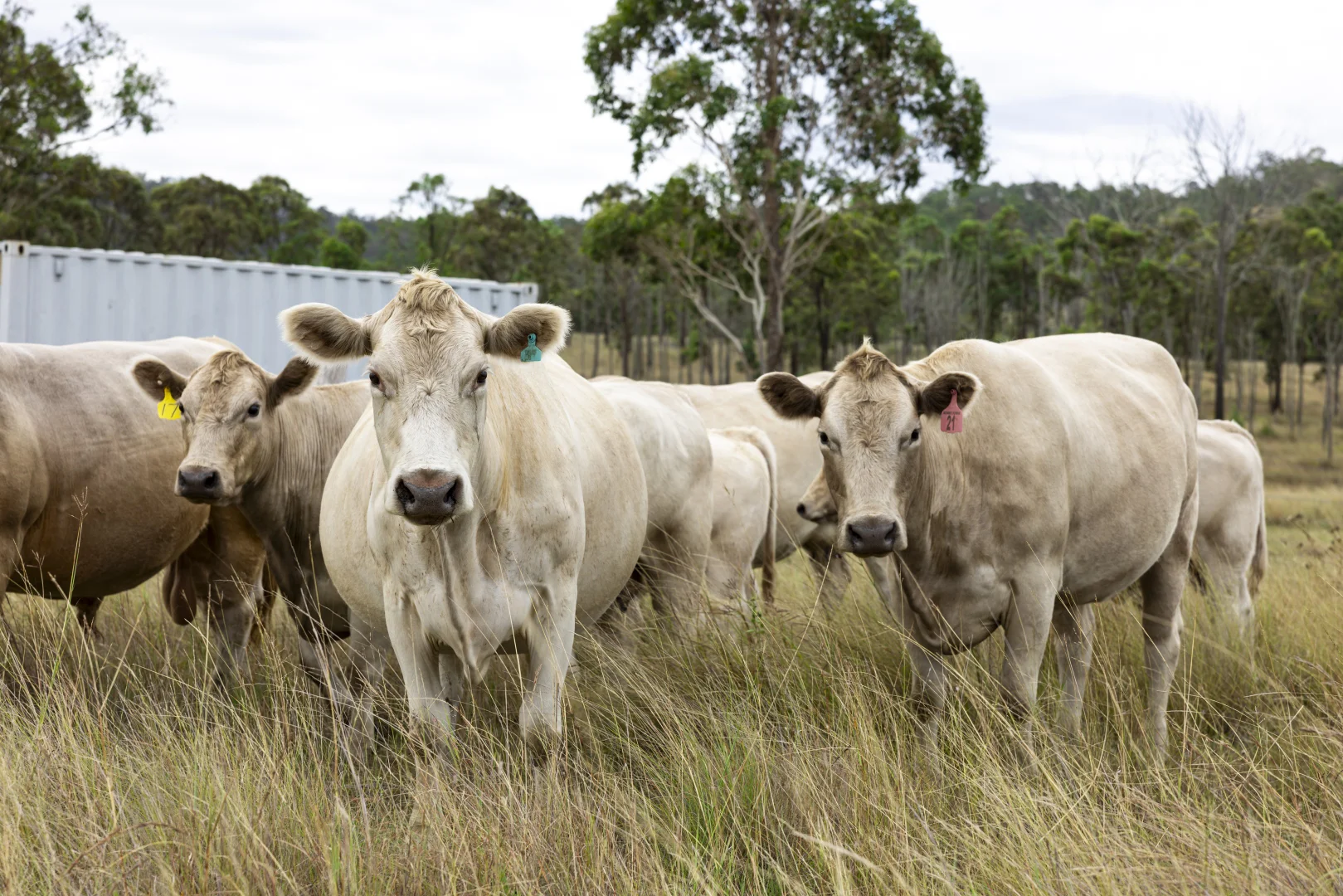 Additional image 8 of 2492 New England Highway, Cooyar QLD 4402