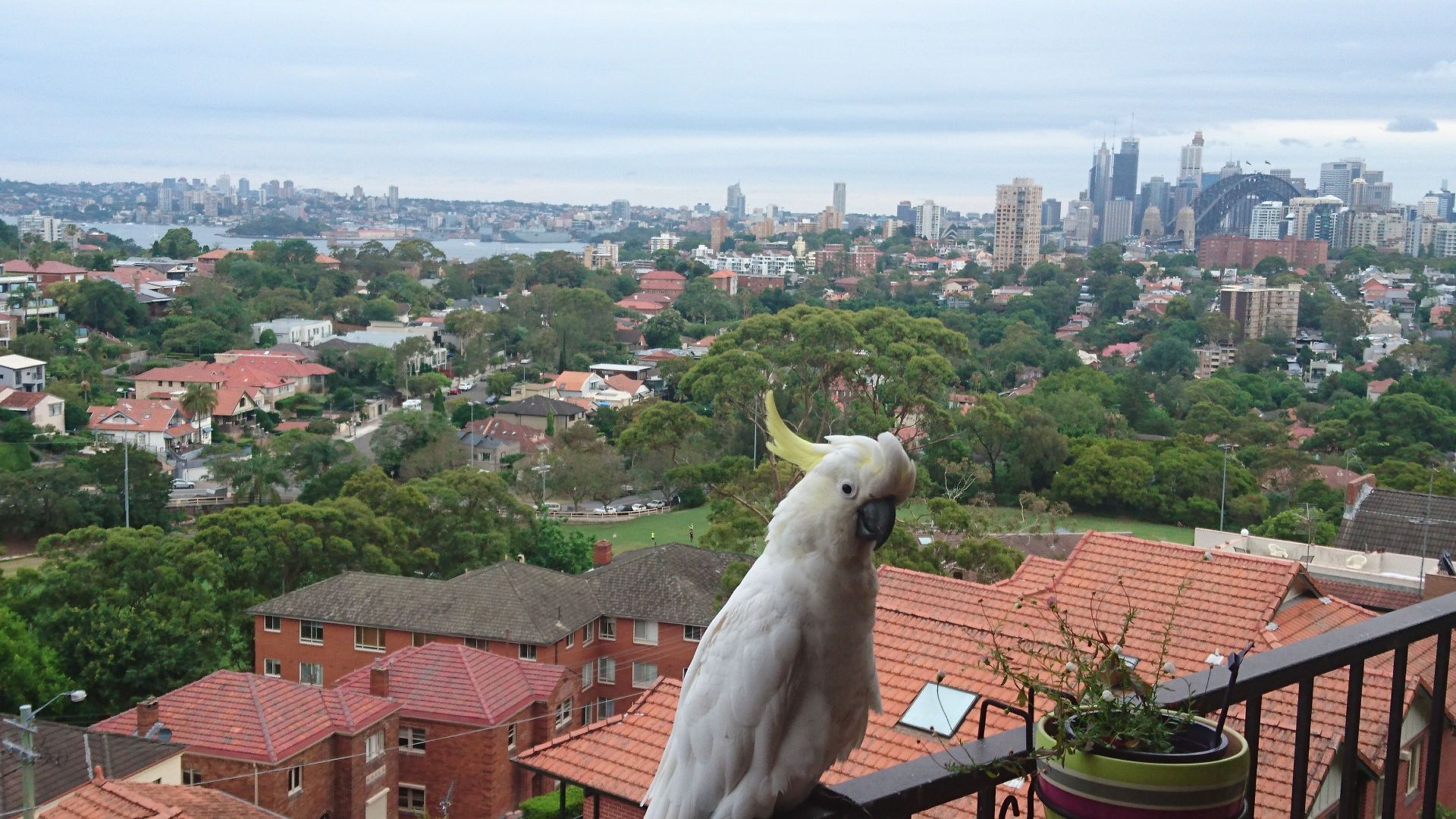 2 bedrooms Apartment / Unit / Flat in 10/17 Wyagdon St NEUTRAL BAY NSW, 2089