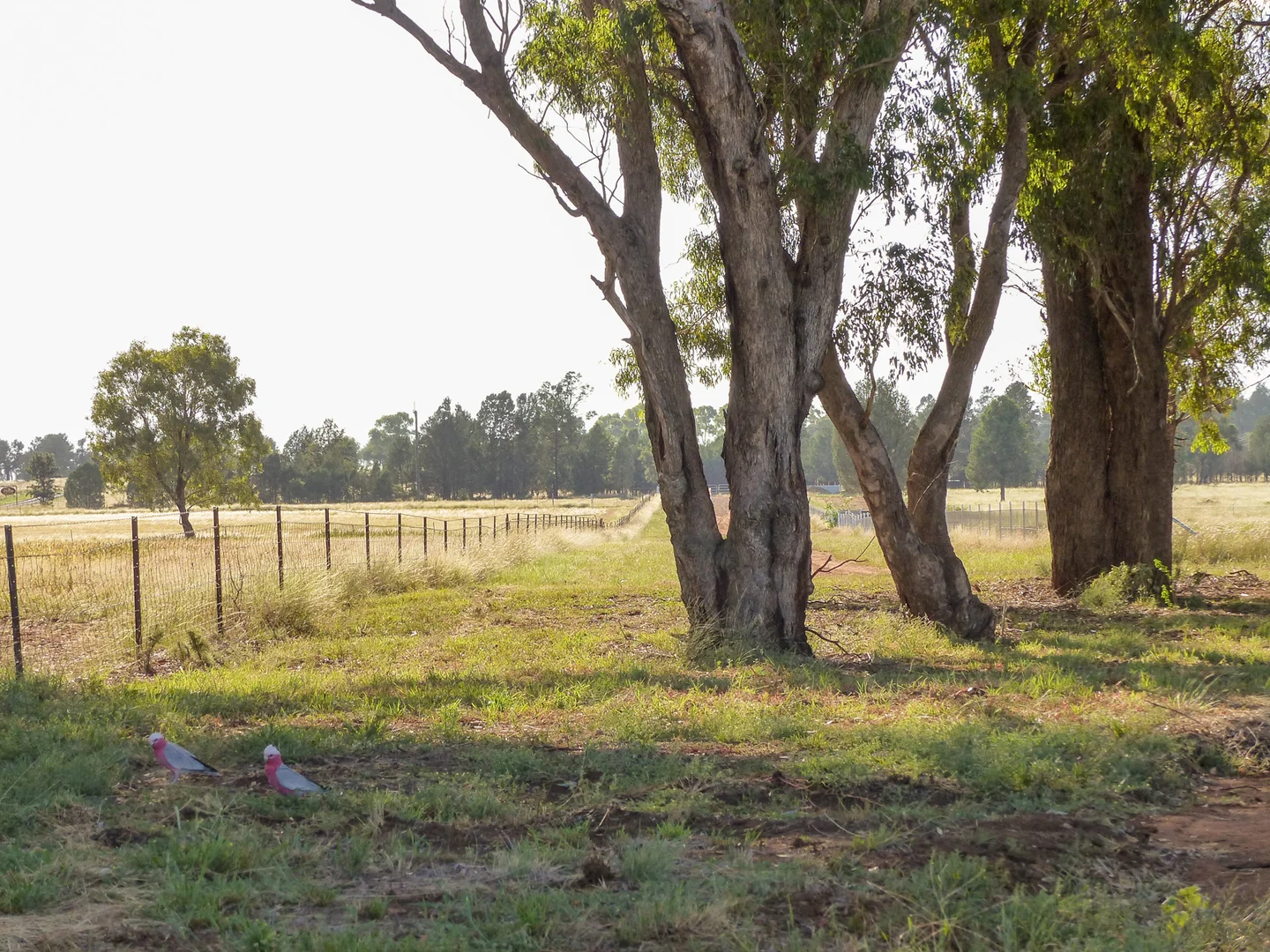 Additional image 5 of 19R Rosedale Road, Dubbo NSW 2830