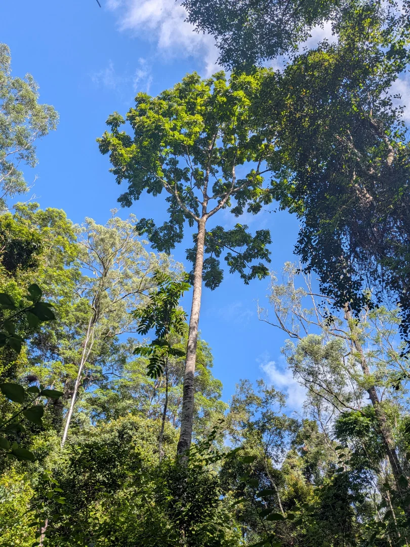 Image 15