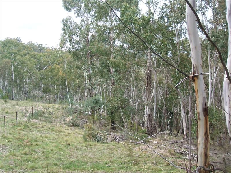 Lot 126  Foggy Forest Road, Anembo NSW 2621, Image 1