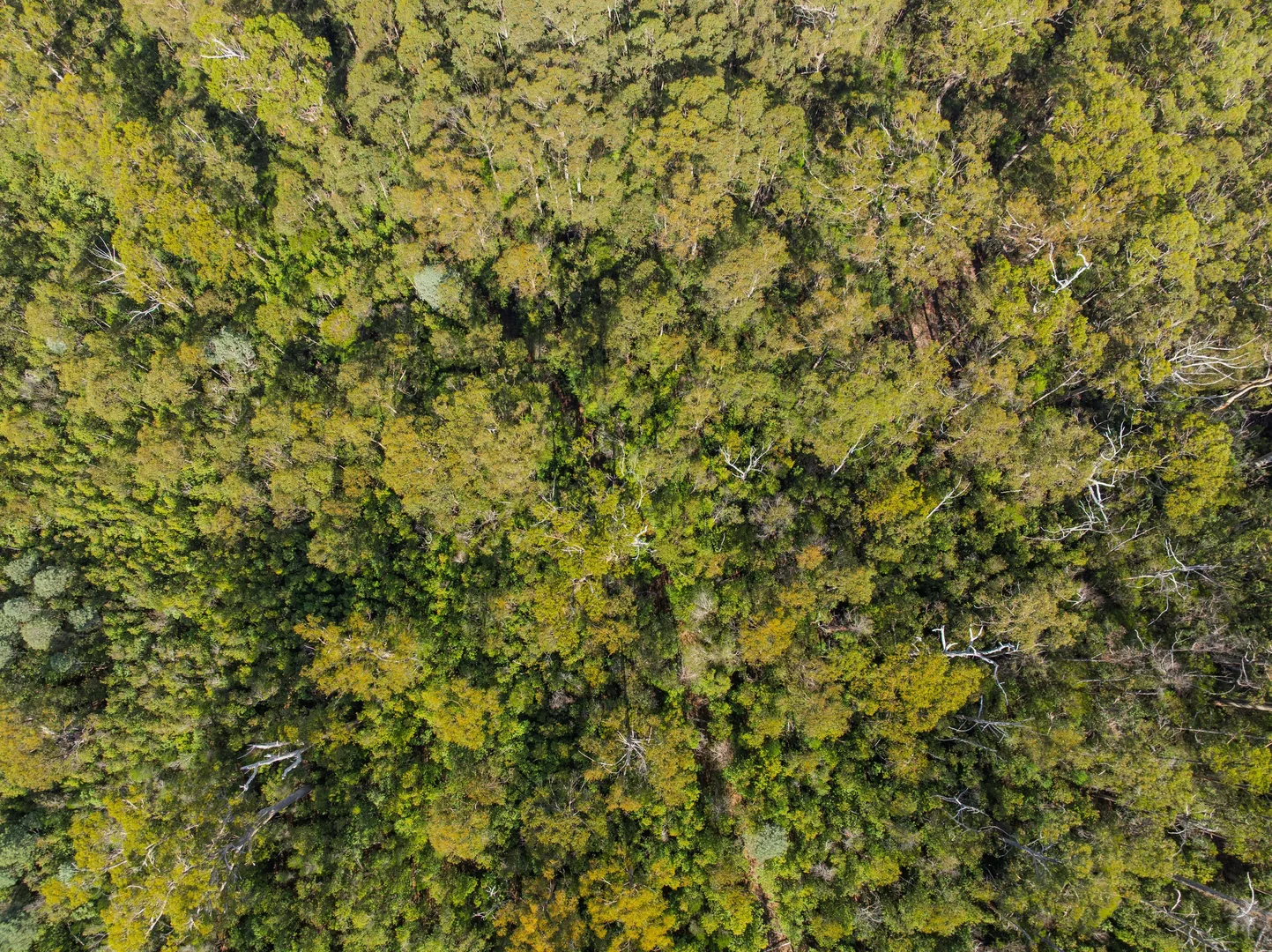 Additional image 10 of 1 Link Road, Lonnavale TAS 7109