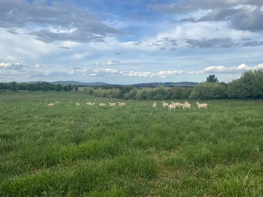 Additional image 9 of 75 Whiley Road, Spring Hill NSW 2800