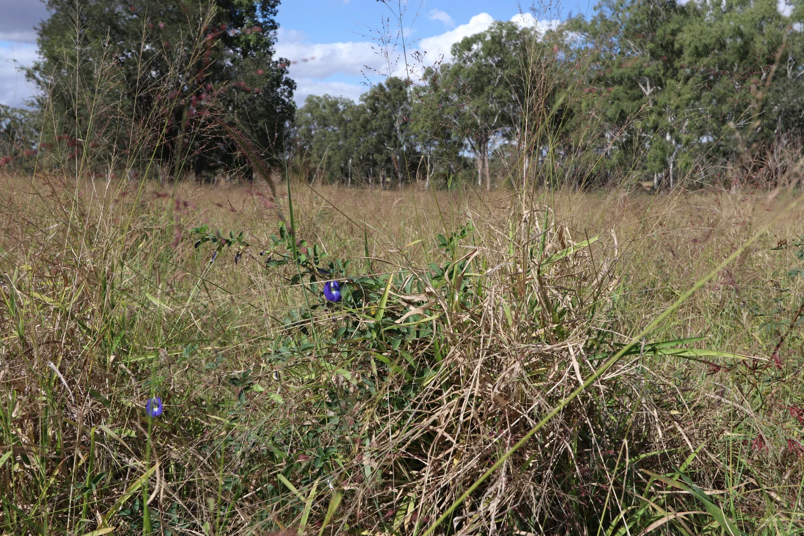 Image 13