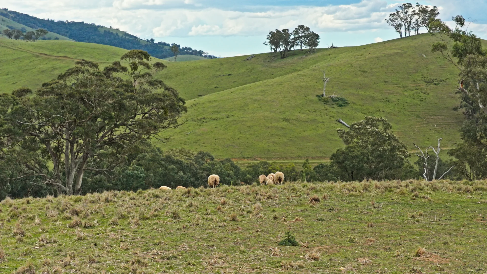 Additional image 6 of Allot 15/5185 Great Alpine Road, Ensay VIC 3895