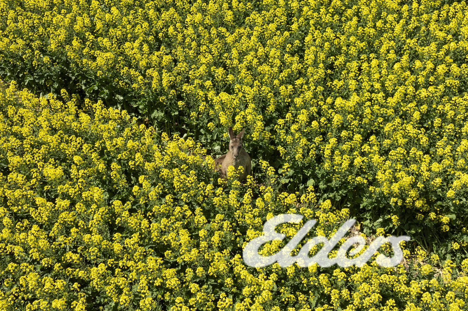 Additional image 6 of 235 Clearview Road, Savernake NSW 2646