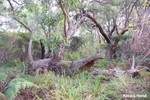 Image 21