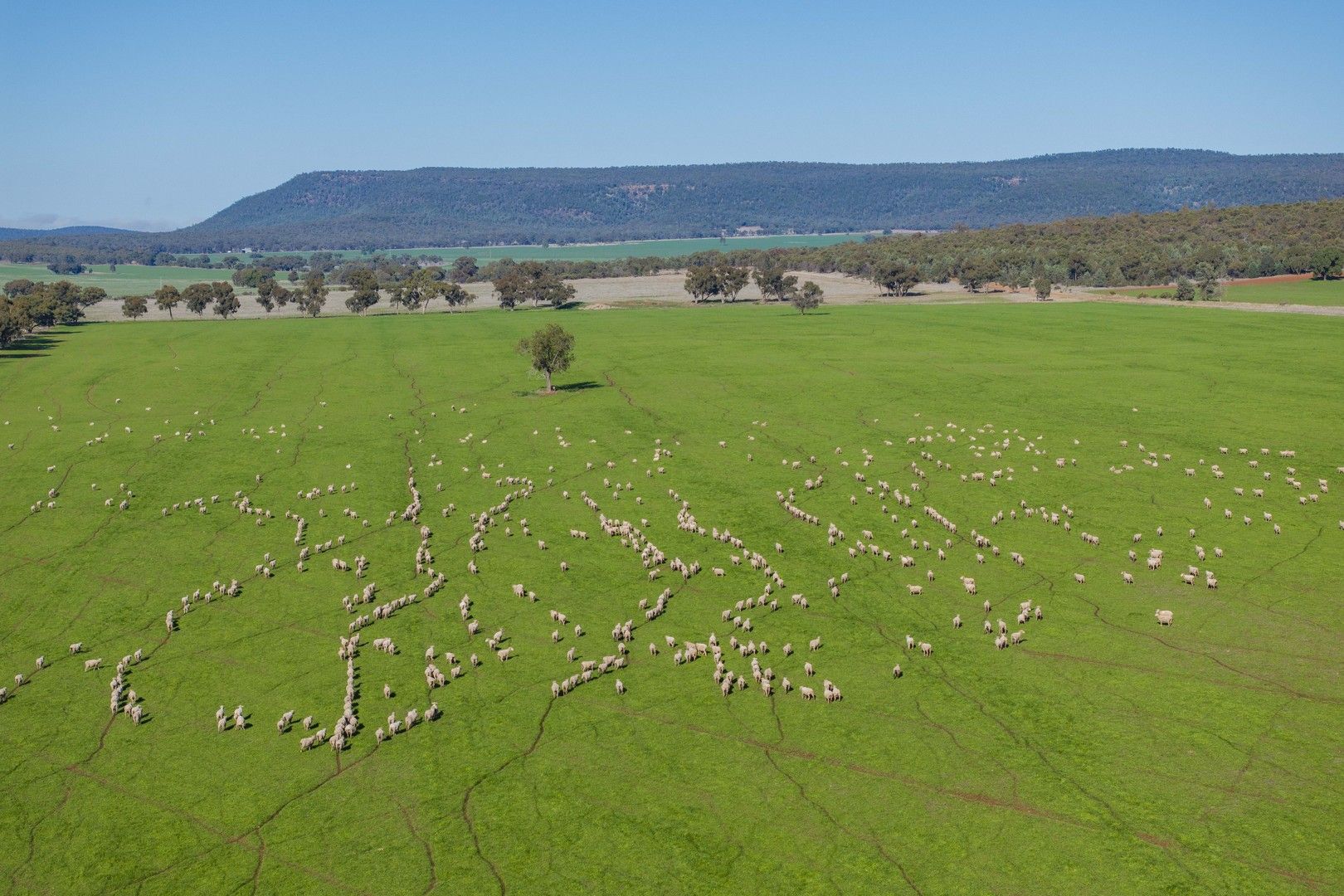 799 Pleasant Valley Road, Binya NSW 2665, Image 0