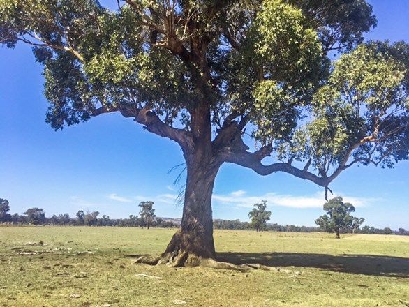 Tabilk-Monea Road, Avenel VIC 3664, Image 0