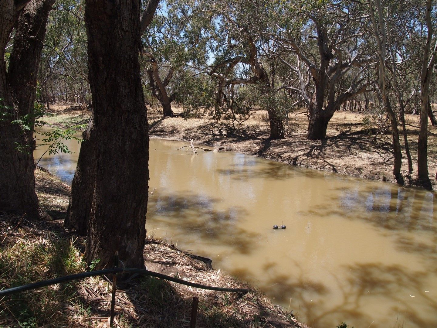 12 'Part Lemnos' North Forbes Rd, CONDOBOLIN NSW 2877, Image 1