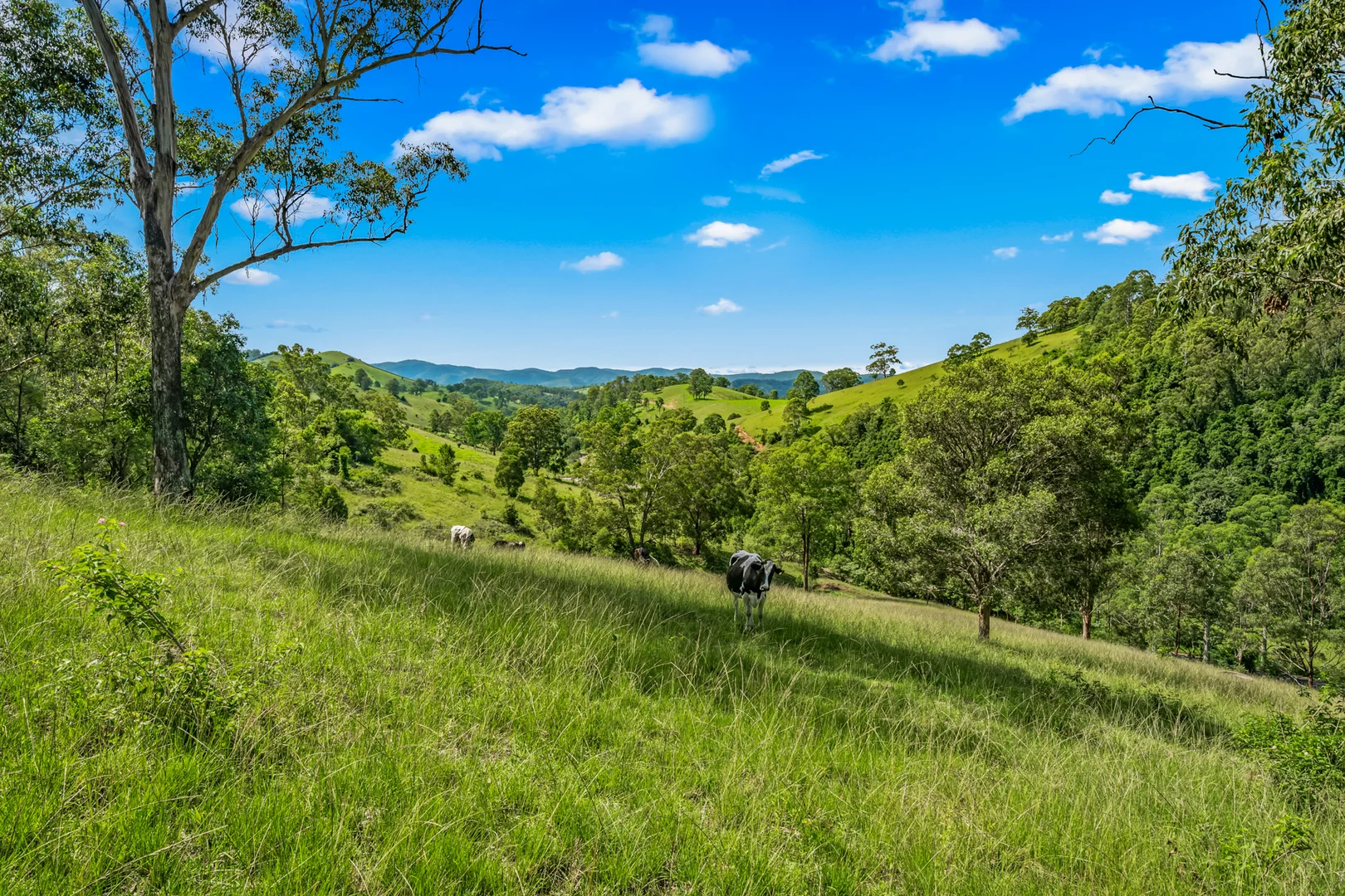 Additional image 28 of 664 Scone Road, Copeland via, Gloucester NSW 2422