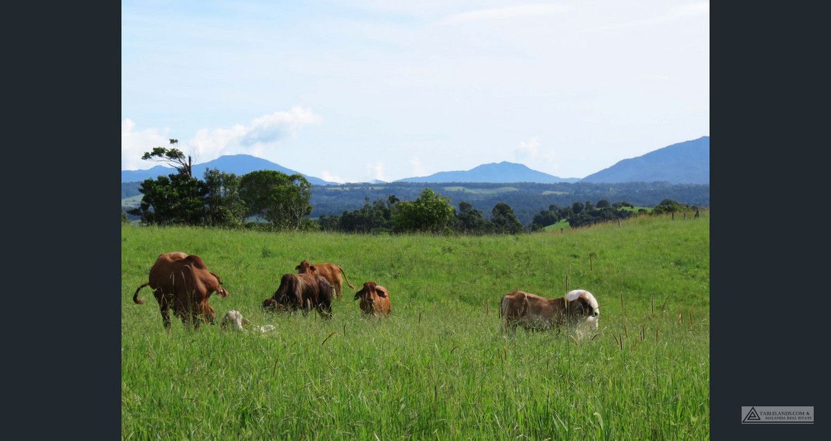 Tarzali QLD 4885, Image 0