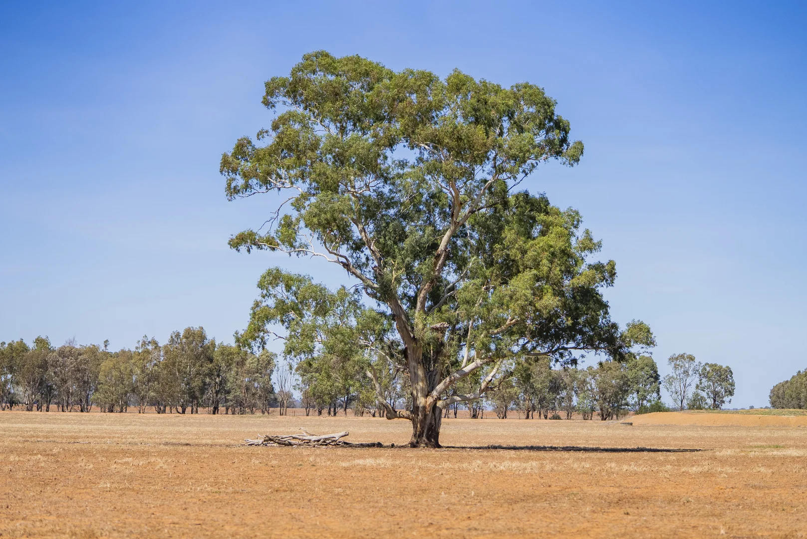 Additional image 2 of Combaning Road, Temora NSW 2666