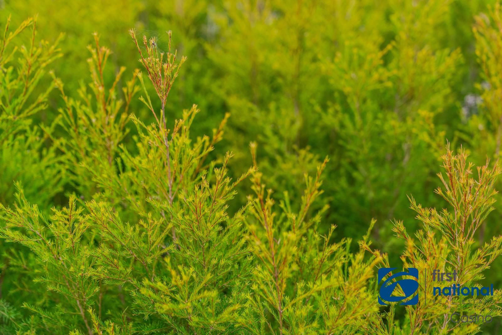 Codrington Lane, Codrington NSW 2471 Specialist Farm for Sale