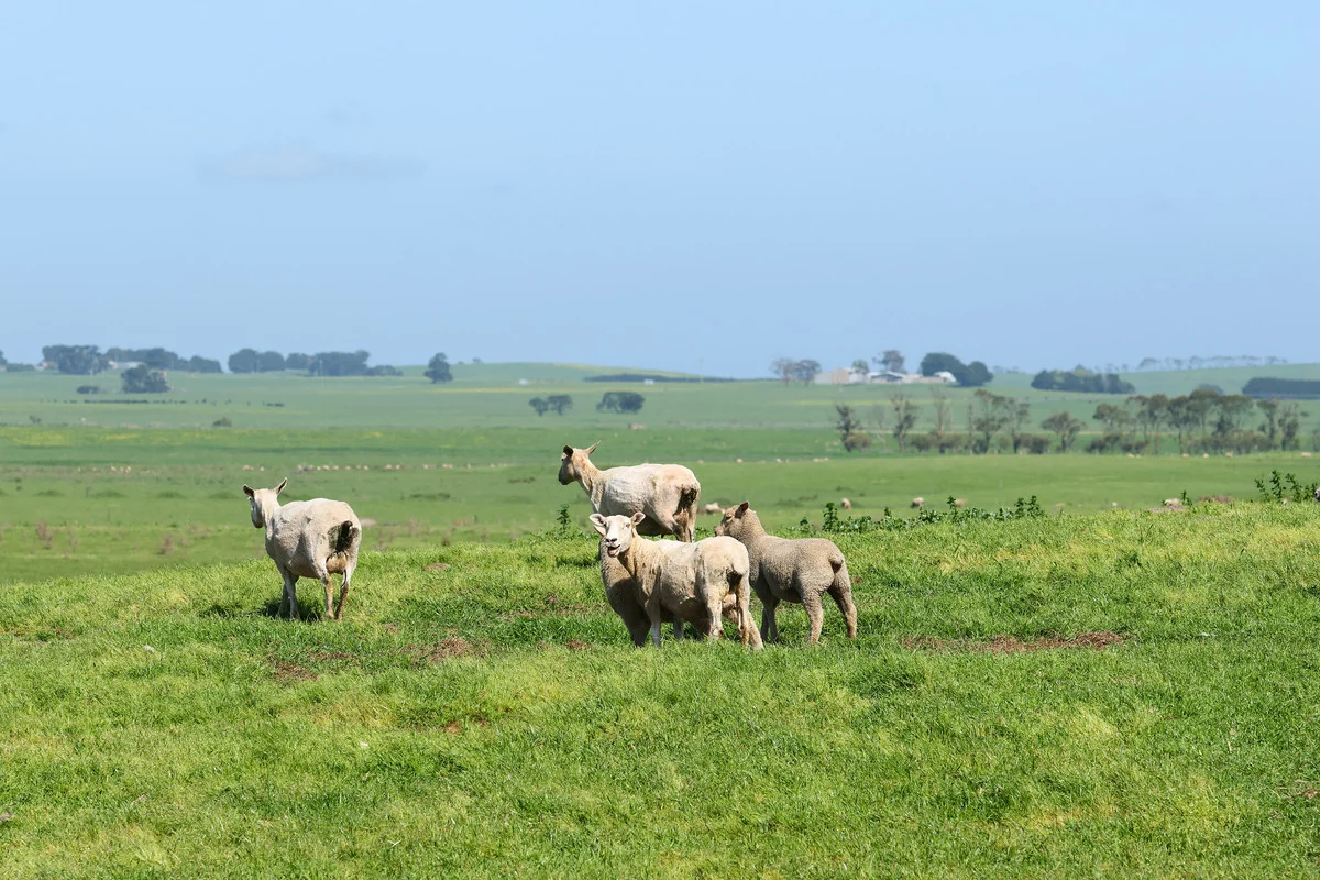 Additional image 27 of 170 Allans Road, Framlingham VIC 3265