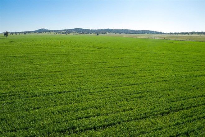 Picture of "Strathnoon"  & "Bodels", WEST WYALONG NSW 2671