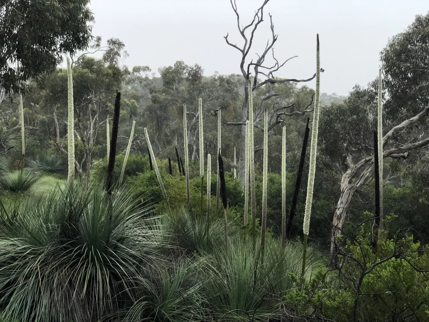 Additional image 28 of 113 Maple Lane, Hay Flat SA 5204