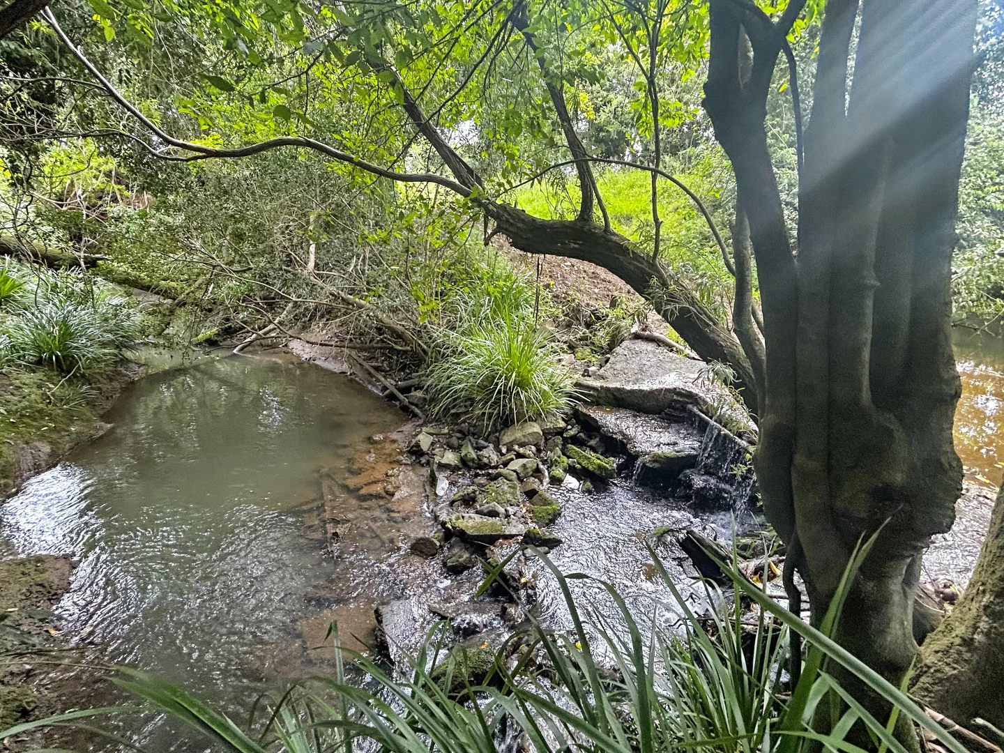 Additional image 10 of Lot 146 Nolans Road, Mummulgum NSW 2469