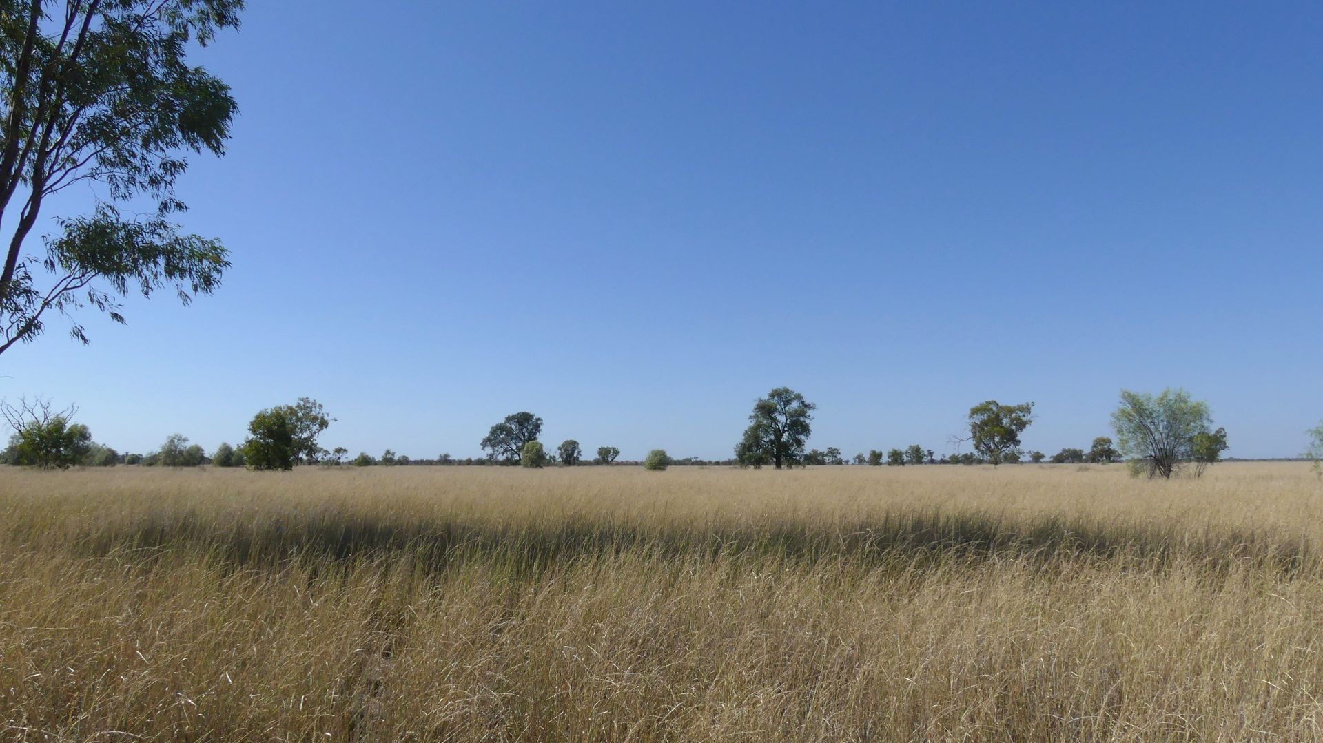 . Gradgery Lane, Warren NSW 2824, Image 1